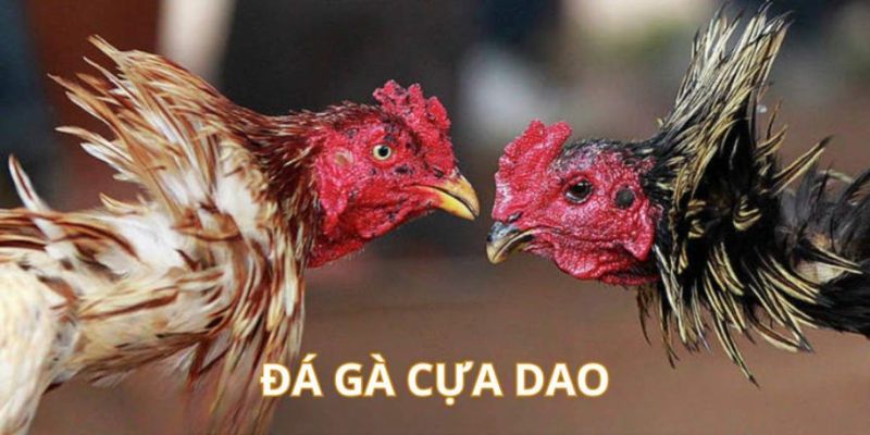 Giới thiệu sơ về đá gà cựa dao